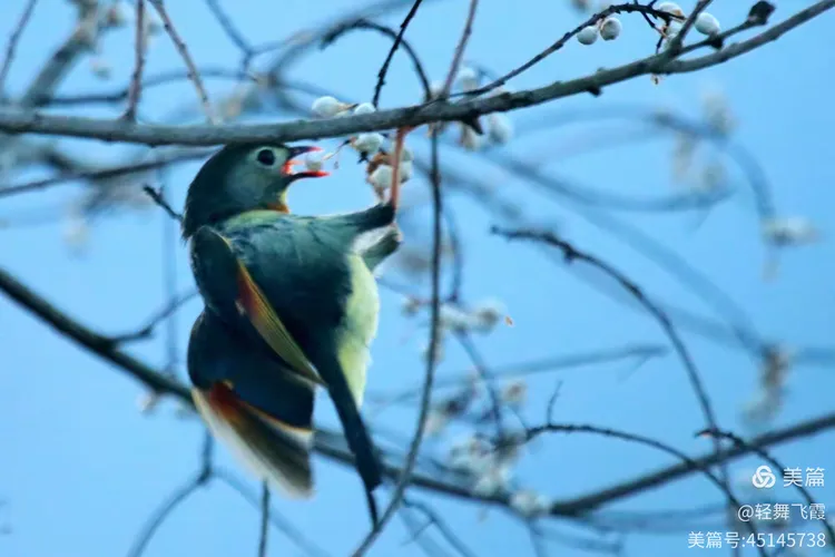 十一月鸟篇续集